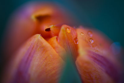 Close-up of hand holding flower