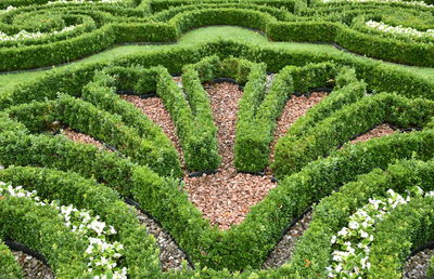 High angle view of plants in garden