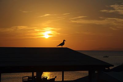 Silhouette bird flying over sea against orange sky