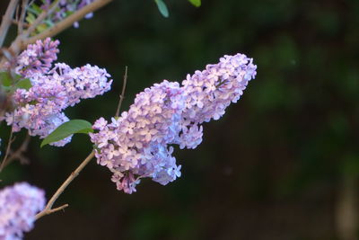 Close-up of flowers blooming outdoors