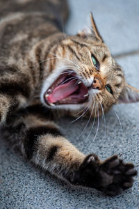 Close-up of a cat lying down on floor