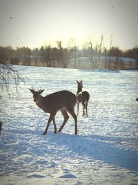 Horses on snow covered landscape during sunset