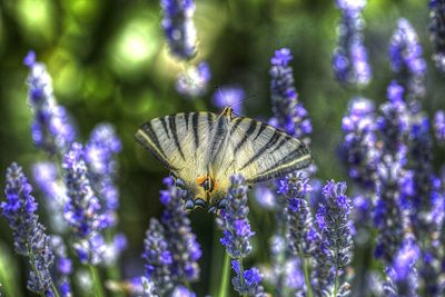 Close-up of butterfly on purple flower