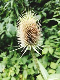 Close-up of dandelion