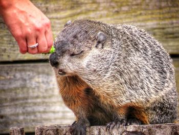 Close-up of human hand offering food to a ground hog