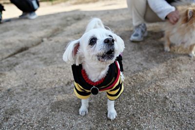 Low section of dog standing outdoors