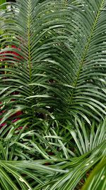 Full frame shot of palm tree