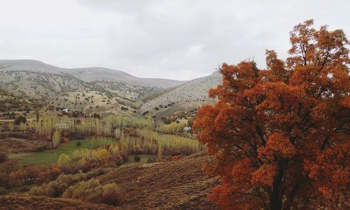 Scenic view of vineyard against sky during autumn