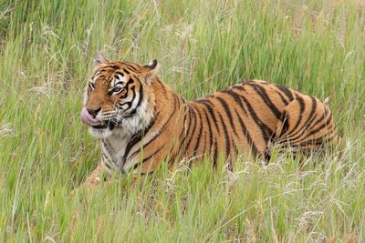 Tiger in a forest