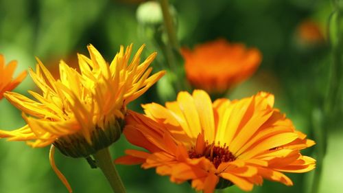 Close-up of orange flower