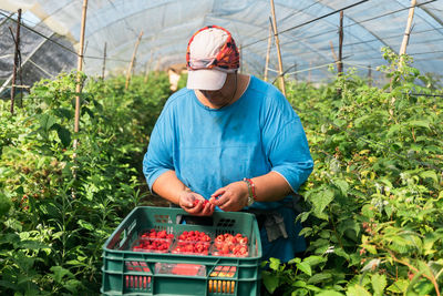 Female gardener checking berries while collecting ripe raspberries in plastic crates in hothouse during harvest season