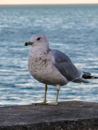 Close-up of seagull perching on shore