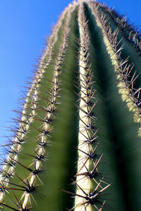 Close-up of cactus against clear sky