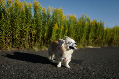 Dog on road