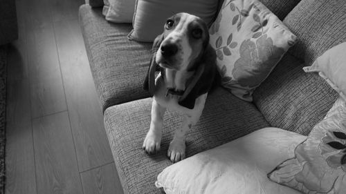 Dog resting on sofa