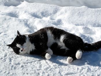 Black cat lying down in snow
