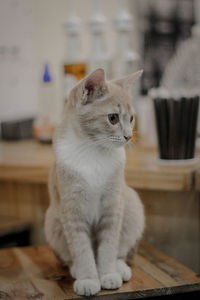 Cat sitting on table at home