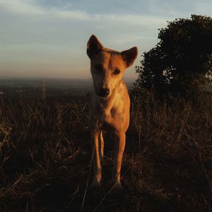 Dog standing on grassy field