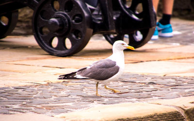 Low section of bird on street