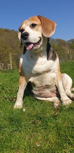 Dog looking away while sitting on grass