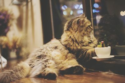 Close-up of a cat lying on table at home