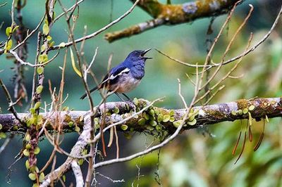 Bird perching on branch