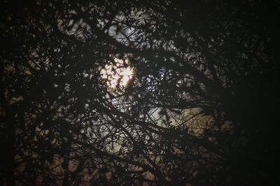 Low angle view of trees