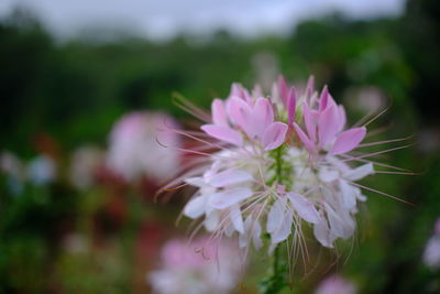 Close-up of pink flowering plant