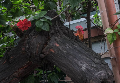 Close-up of red flower tree