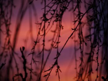 Low angle view of silhouette trees against sky at sunset