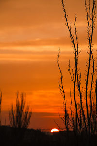 Silhouette trees against sky during sunset