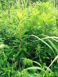 Full frame shot of green leaves