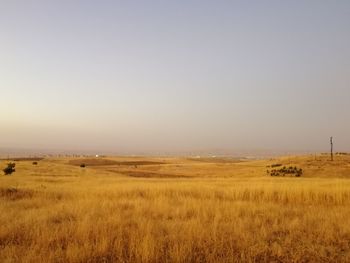 Scenic view of field against clear sky