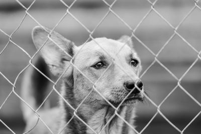 Portrait of dog seen through chainlink fence