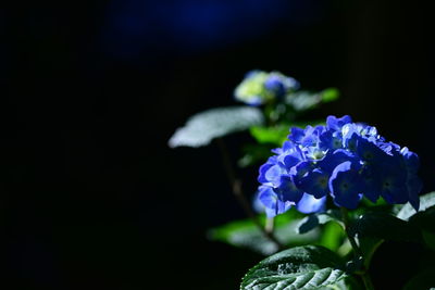 Close-up of purple flowers blooming outdoors