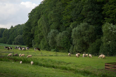 Cows grazing on field against sky