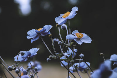 Close-up of purple flowering plant