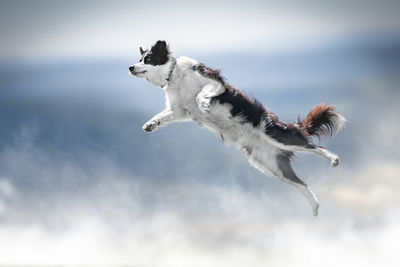 Dog jumping outdoors