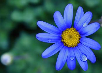 Close-up of purple and blue flower