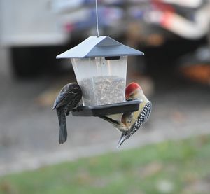 Close-up of bird flying over feeder