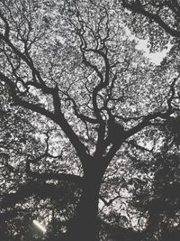 Low angle view of silhouette tree against sky