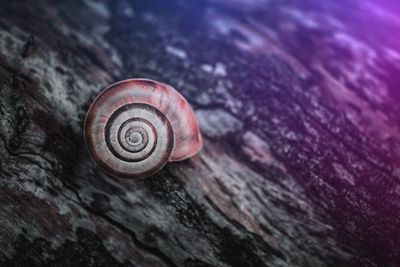 Close-up of snail on rock