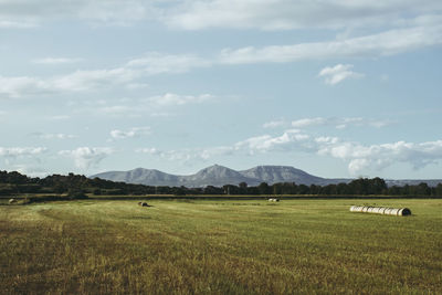 Scenic view of field against sky