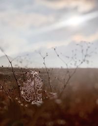 Close-up of dry plant on field during winter