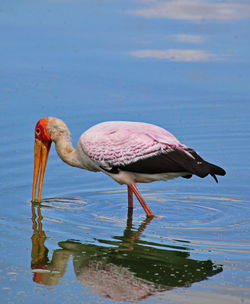 Bird in a lake