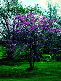 Pink flowers in park