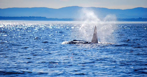 Whale swimming in sea