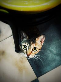 Portrait of kitten