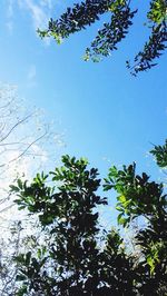 Low angle view of trees against blue sky