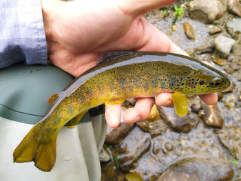 Person holding fish